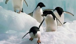 企鹅 视频,捕捉自然之美，探寻极地奥秘